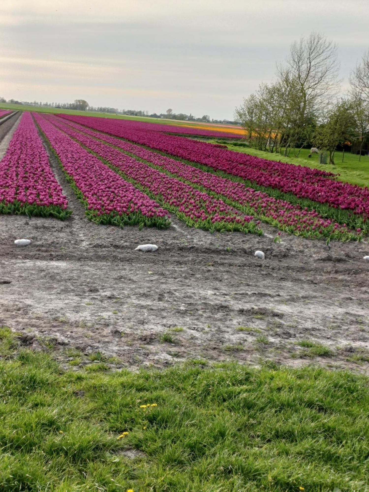 Вилла Kota Wadway Spanbroek Экстерьер фото